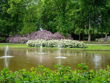rododendron park